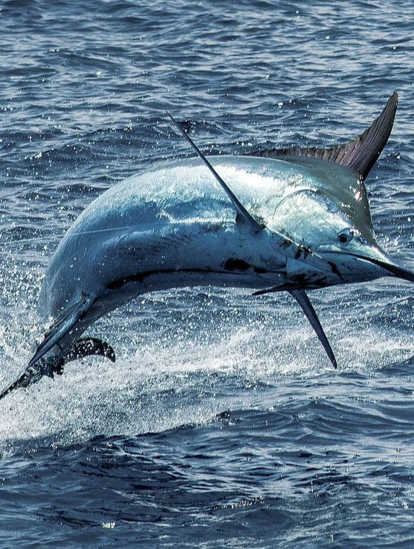 Blue Marlin Sportfishing Costa Rica