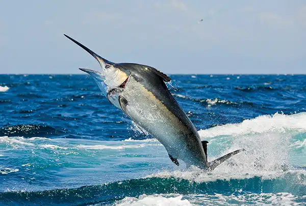 Blue Marlin Sportfishing Costa Rica