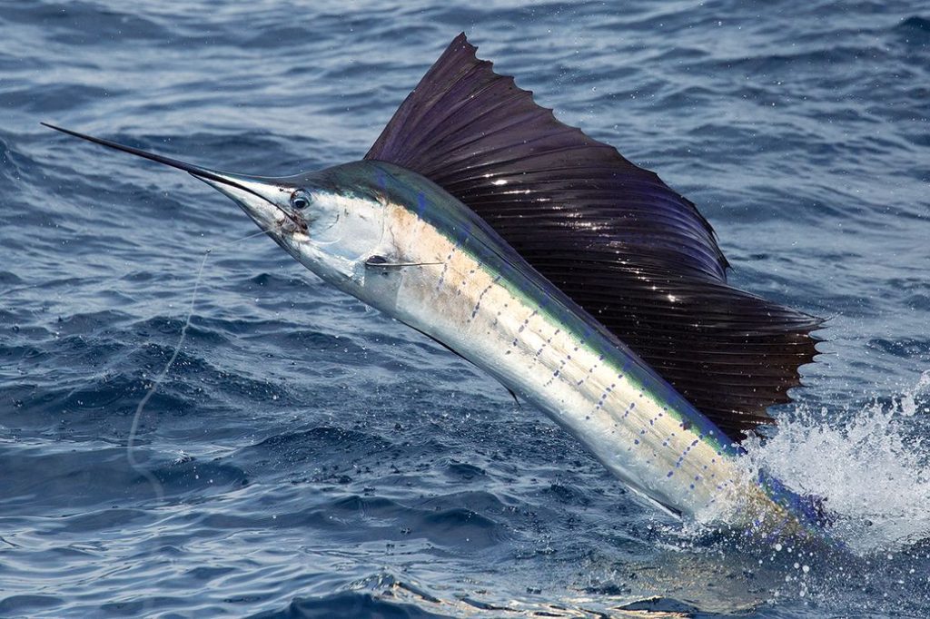 Blue Marlin Sportfishing Costa Rica