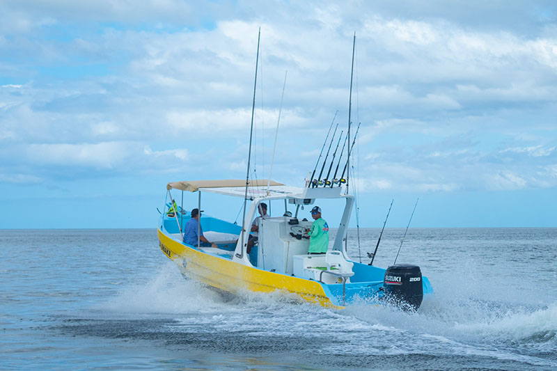 sea-snake-g01